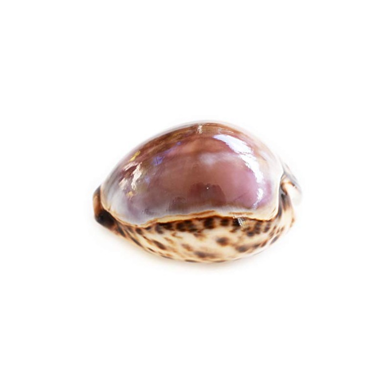 Large Purple Top Tiger Cowrie Shells Seashell 3" Beach Crafts