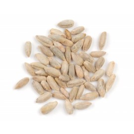 CZ Grain 25 LBS Winter Rye Seed - Cover Crop, Food Plot Deer, Wildlife, Garden Cover Crop
