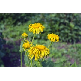 Pure Herbs: Elecampane - 4 oz.