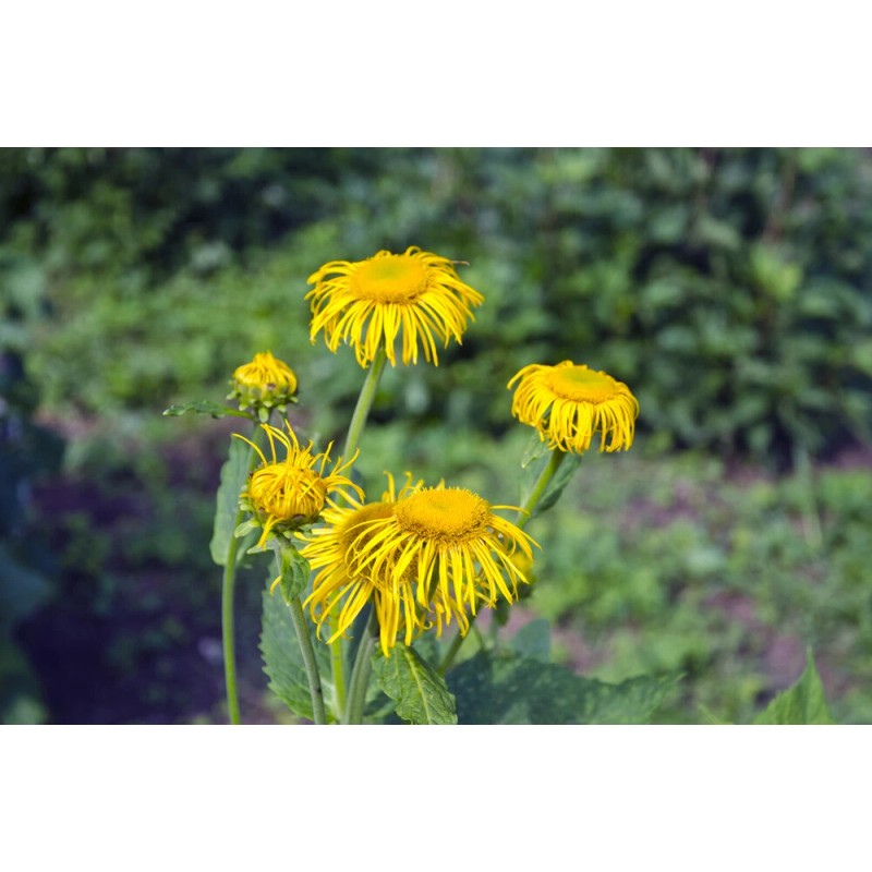 Pure Herbs: Elecampane - 4 oz.