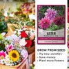 Aster Powderpuff Mix Flower Seeds