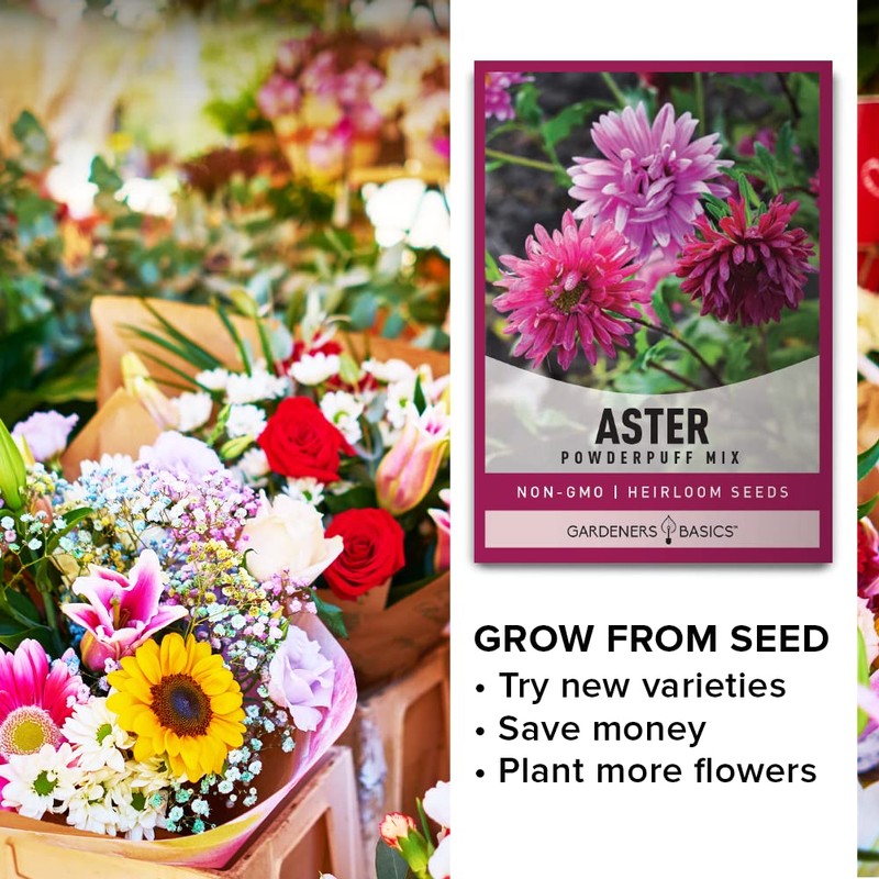 Aster Powderpuff Mix Flower Seeds
