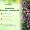Outsidepride Germander Herb Seeds - 500 Pcs Perennial, 18-Inch Tall,