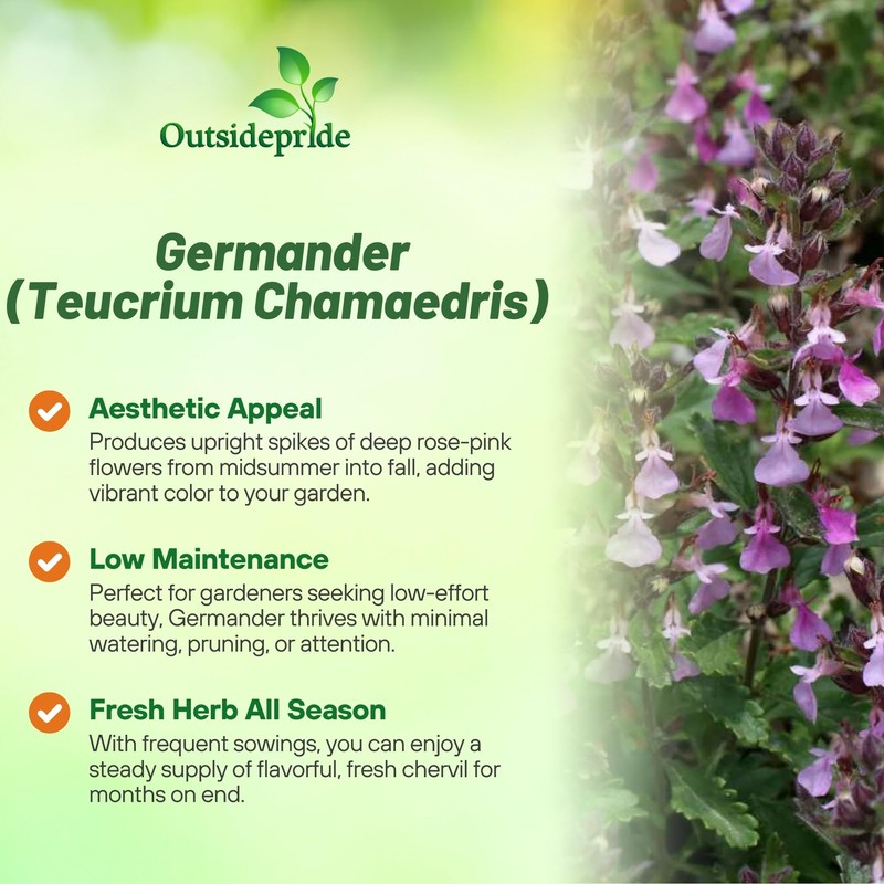 Outsidepride Germander Herb Seeds - 500 Pcs Perennial, 18-Inch Tall,