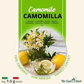Camomile Seeds – Matricaria Camomilla – Aromatic Herb for Tea – Easy to Grow Annual Italian Variety – Long Flowering Season – UK Garden Friendly