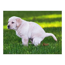 KwirkWorks Funny Jigsaw Puzzle - Poopin' Pooch Dog - 1000 Piece - Puzzles Make Great Gag Gifts