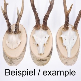 Birch Trophy Sign Deer Antlers Tree Disc Tree Sign AF 17 cm