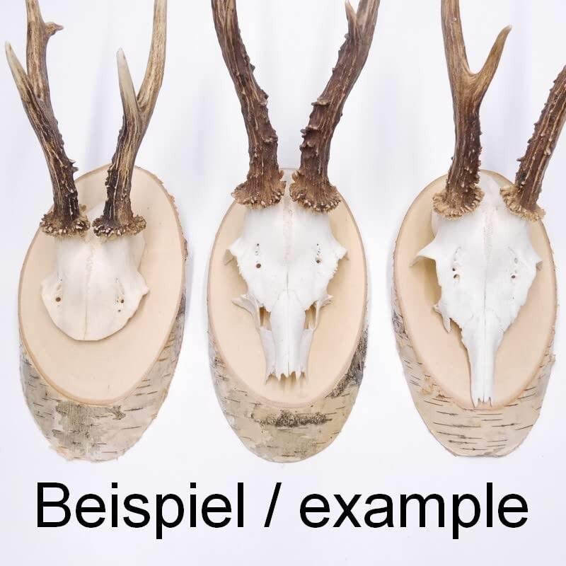 Birch Trophy Sign Deer Antlers Tree Disc Tree Sign AF