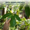 Soursop Graviola Leaf Tea Bags, 90 Count, Bamboo Tong Included,
