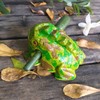 Cozinest 4" Wooden Frog Percussion Instrument, Guiro, Green