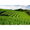 Sencha Green Dynasty Tea 75g (75g)