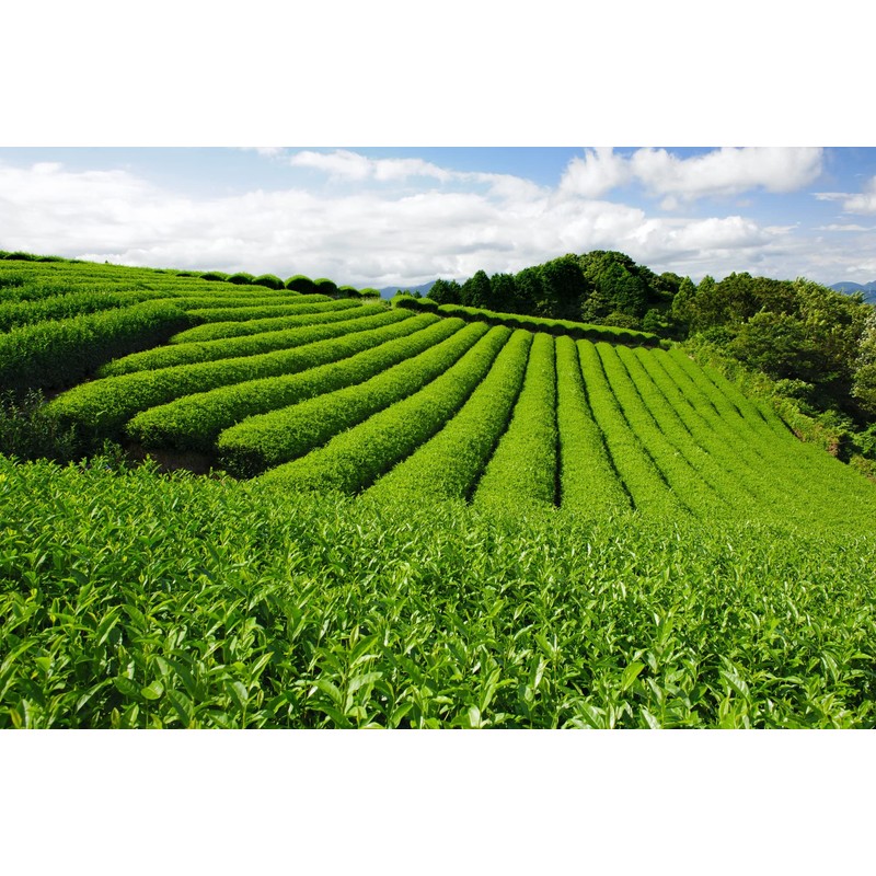 Sencha Green Dynasty Tea 75g (75g)