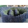 TooGet Lavender Dried Ultra Blue Bundles 400+ Stems (16" -