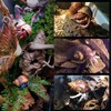 14PCS 14 Kind Natural Hermit Crab Shells Size 1" -