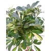 Umbrella Tree Gold Capella | 1 Extra Large Trade 3