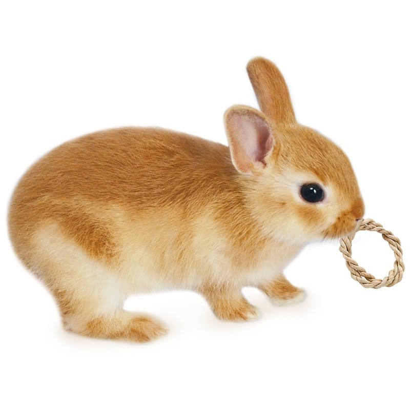 minimarurando Turing For Small Animals