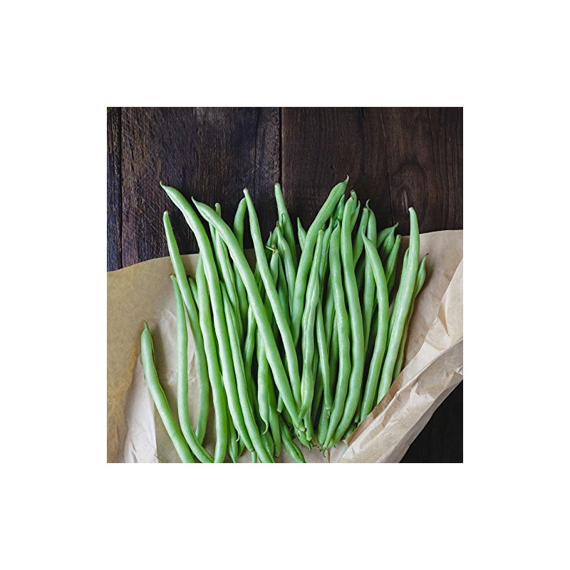 Blue Lake Bush Bean 274 Seeds - 1 Lbs -