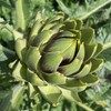 PREMIER SEEDS DIRECT - Artichoke Italian – Green Globe -