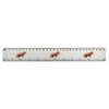 'Lazy Red Panda' 30cm (12 Inch) White Plastic Ruler (RL00072548)