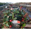 Gaultheria procumbens (Wintergreen) Evergreen, white flowers with red fruit, #1