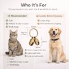 kcrygogo Copper Bell for Small Pet Collar Bell for Cats