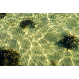 Bladderwrack Black Rockweed Tea | Fucus Vesiculosus L | Herbal Tea | Health Embassy (50g)