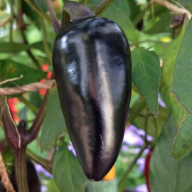 Wayland Chiles Czechoslovakian Black Chile Seeds