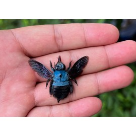 4 Real Blue Bee Green Mantis Specimen Collection Bug Mounted Dead Animal Moth Preserved Entomology Taxidermy Oddity Scientific Lover Insect Nature Office Desk Art Artwork Display UM-19