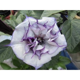 Datura Double Purple Angel Trumpet  Datura/ Brugmansia Cousin Fragrant - seeds 15