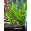 Vallisneria Spiralis - one plant - live aquatic plants