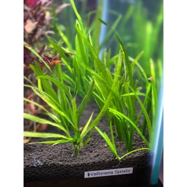 Vallisneria Spiralis - one plant - live aquatic plants