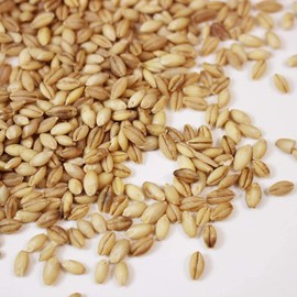 Organic Hulless Sprouting Barley - 1 Lb - Non-GMO Barley Seed - Husk Removed - Excellent Germination - for Sprouts, Barleygrass, Ornamental Grass, Emergency Supply, More