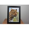 PPD Inkjet 8x10" Gloss Photo Paper Super Premium 280g -