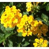 Lantana Mix 100+ Seeds Flowers Planting for Outdoor or Indoor