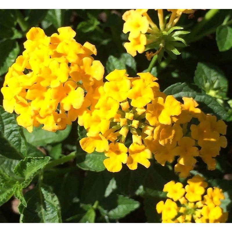 Lantana Mix 100+ Seeds Flowers Planting for Outdoor or Indoor