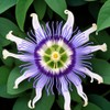 Passionflower Seed Pack 50pcs - Climbing Heirloom Perennial Non-GMO Outdoor