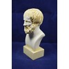 Aristotle Sculpture Aristotle Bust Ancient Greek Philosopher Alabaster Statue