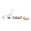 4 Stage Growth Cycle Model Animal Duck Life Cycle Children