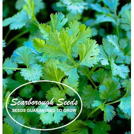 SCARBOROUGH SEEDS.100 Cilantro Seeds, Slow Bolt, Non GMO Fresh Garden Seeds