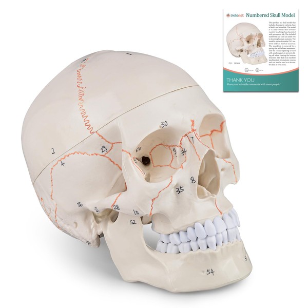 Skillssist Numbered Human Skull Model - Life Size Medical Quality