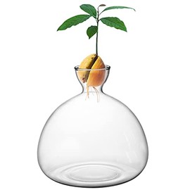 Avocado Tree Growing Kit,Avocado Seed Starter Vase,Glass Plant Pot with Avocado Stickers,Plant Indoor Grow Gardening Gifts (Transparent)