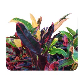 Stoplight Heirloom Croton Live Tropical Plant Brilliant Colored Foliage Red Yellow Green Starter Size 4 Inch Pot Emerald R