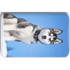 Merchandise for Fans Siberian Husky/Alaskan Malamute/Sleigh Dog - 6 Rectangular
