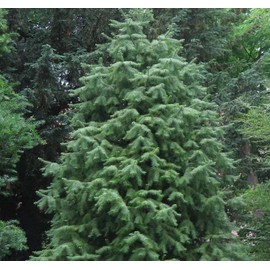 Cuninghamia lanceolata (Chinese Fir) Tree Seed, Dark Gray to Dark Browns bark, Oval to globose Fruiting Cones, You Choose The Quantity (1 Pack)