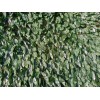 Green Market Follaje Rollo 1mx3m Muro Hoja Verde Plantas Artificiales