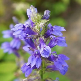 Hyssop (Hyssopus officinalis) Herb Seeds, Strong, Aromatic Scent, Pollinator Magnet, Compact and Hardy, Versatile Culinary Herb, Seeds by MySeeds.Co, You Choose The Amount (0.5 oz)
