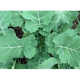 2000 Premier Kale Seeds for Planting Heirloom Non GMO 8+ Grams Garden Vegetable Bulk Survival
