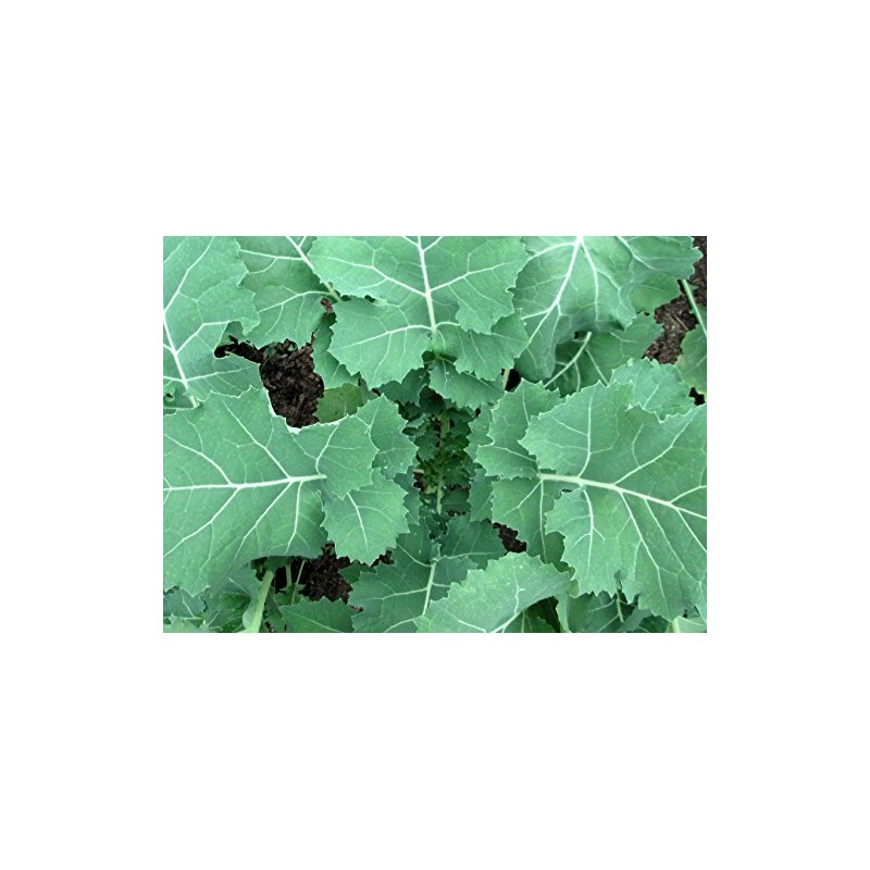 2000 Premier Kale Seeds for Planting Heirloom Non GMO 8+