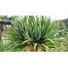 DRACAENA Draco 5 Seeds