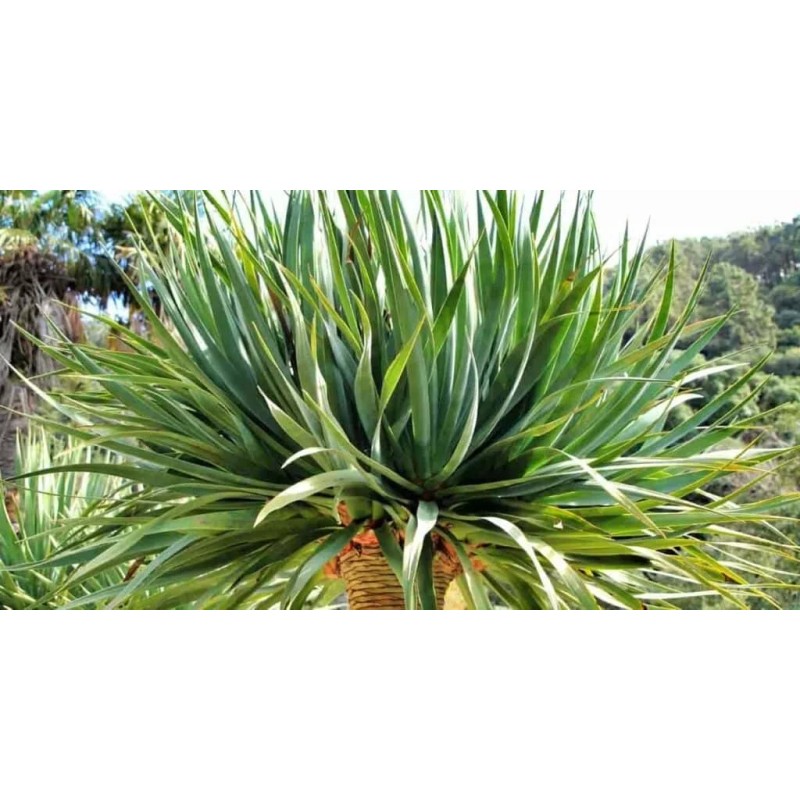 DRACAENA Draco 5 Seeds
